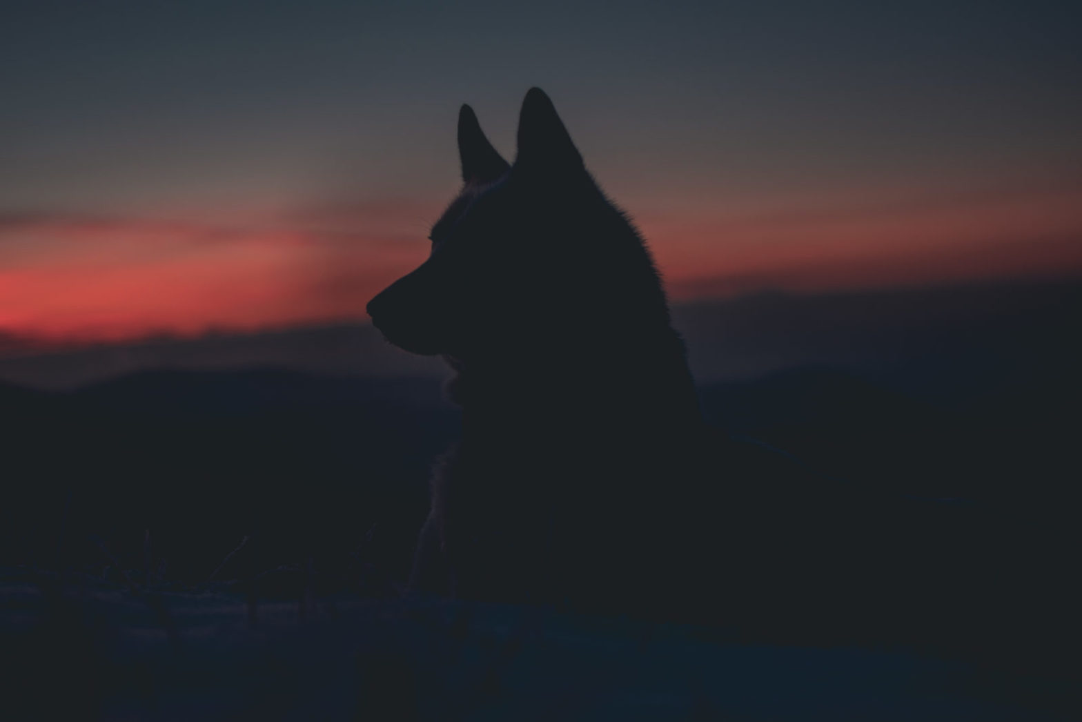 White Fang