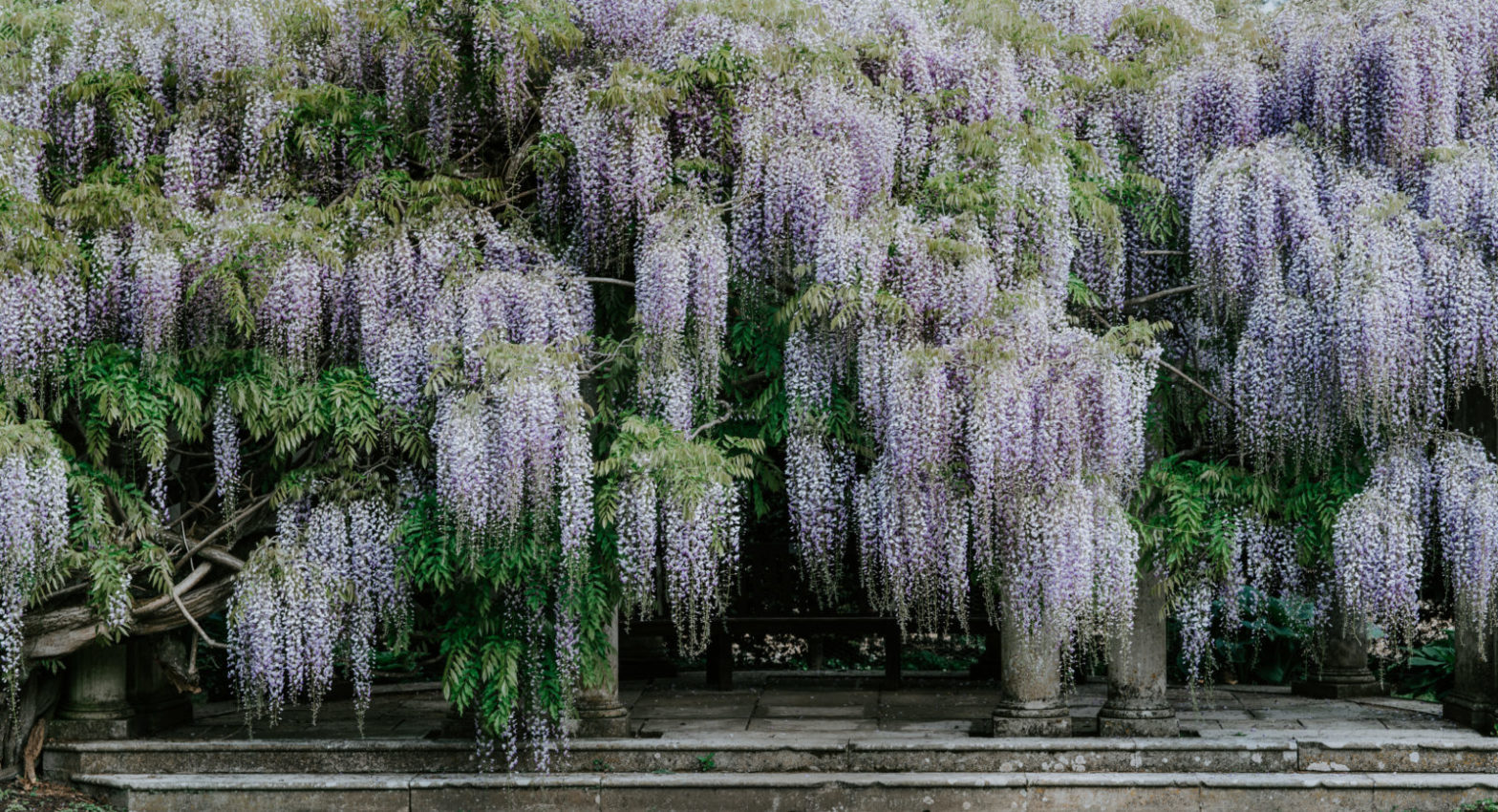 The Wind in the Willows