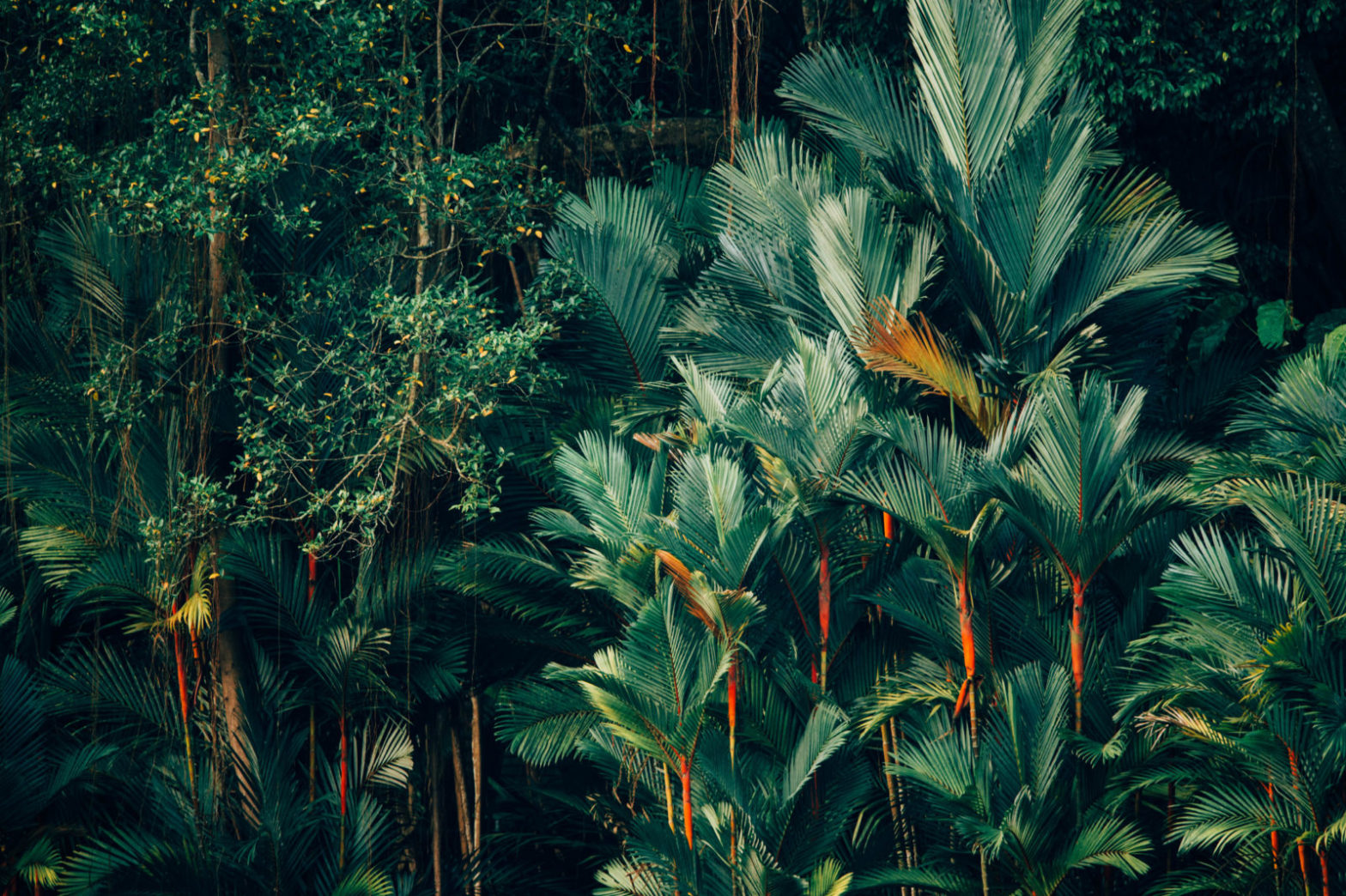 The Jungle Book